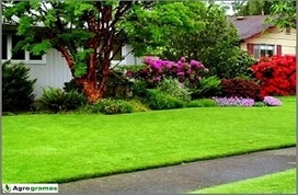Jardim com grama coreana